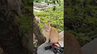 деревья наше всё #рекомендации #cat #pets #animals #дружбаживотных