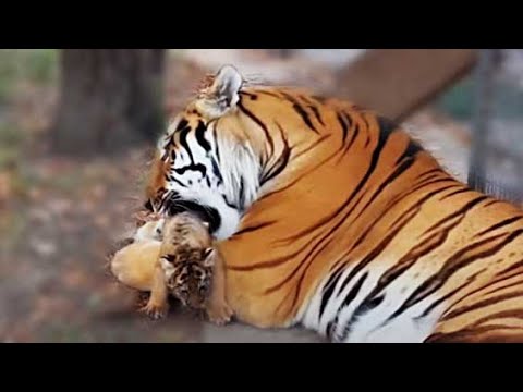 Видео: Сердце замерло! Как папа тигр играл с малюсеньким тигренком и ухаживал за ним. Тайган