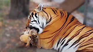 Сердце замерло! Как папа тигр играл с малюсеньким тигренком и ухаживал за ним. Тайган