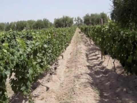 Video: Sykler Og Vin I Mendoza, Argentina - Matador Network