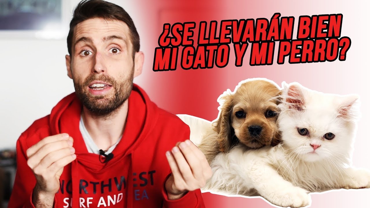 ¿Cómo hago para que mi gato se lleve bien con mi perro recién adoptado