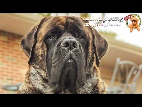 Video: Harte Hundenamen aus England für einen Bullmastiff