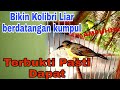 AMPUH|| Suara Pikat Burung Kolibri Kelapa Manggar