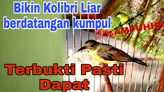 AMPUH|| Suara Pikat Burung Kolibri Kelapa Manggar