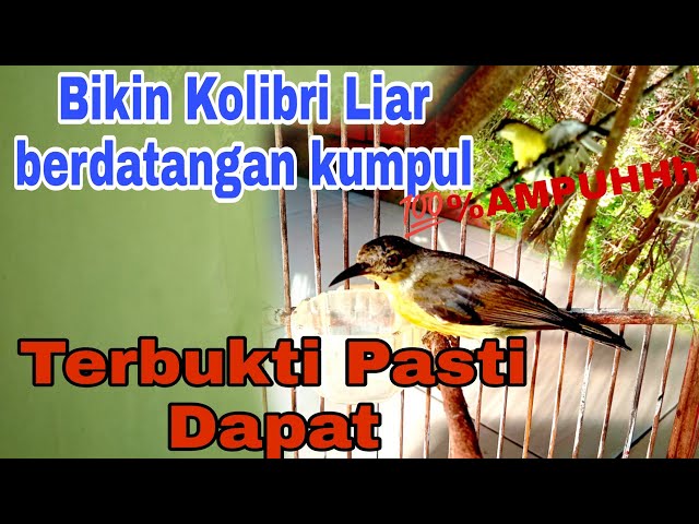 AMPUH|| Suara Pikat Burung Kolibri Kelapa Manggar class=