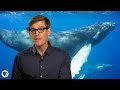 Whale Wonders Quiz