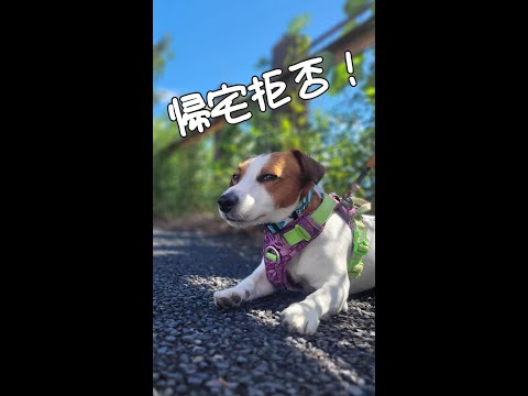 【帰宅拒否犬】秋空散歩編 #ジャックラッセルテリア🐶 #shorts