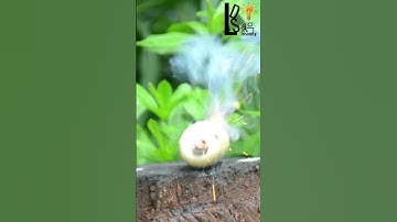 Cucumber Cracker Explosion in Slow Motion – A Blast You Can’t Miss!