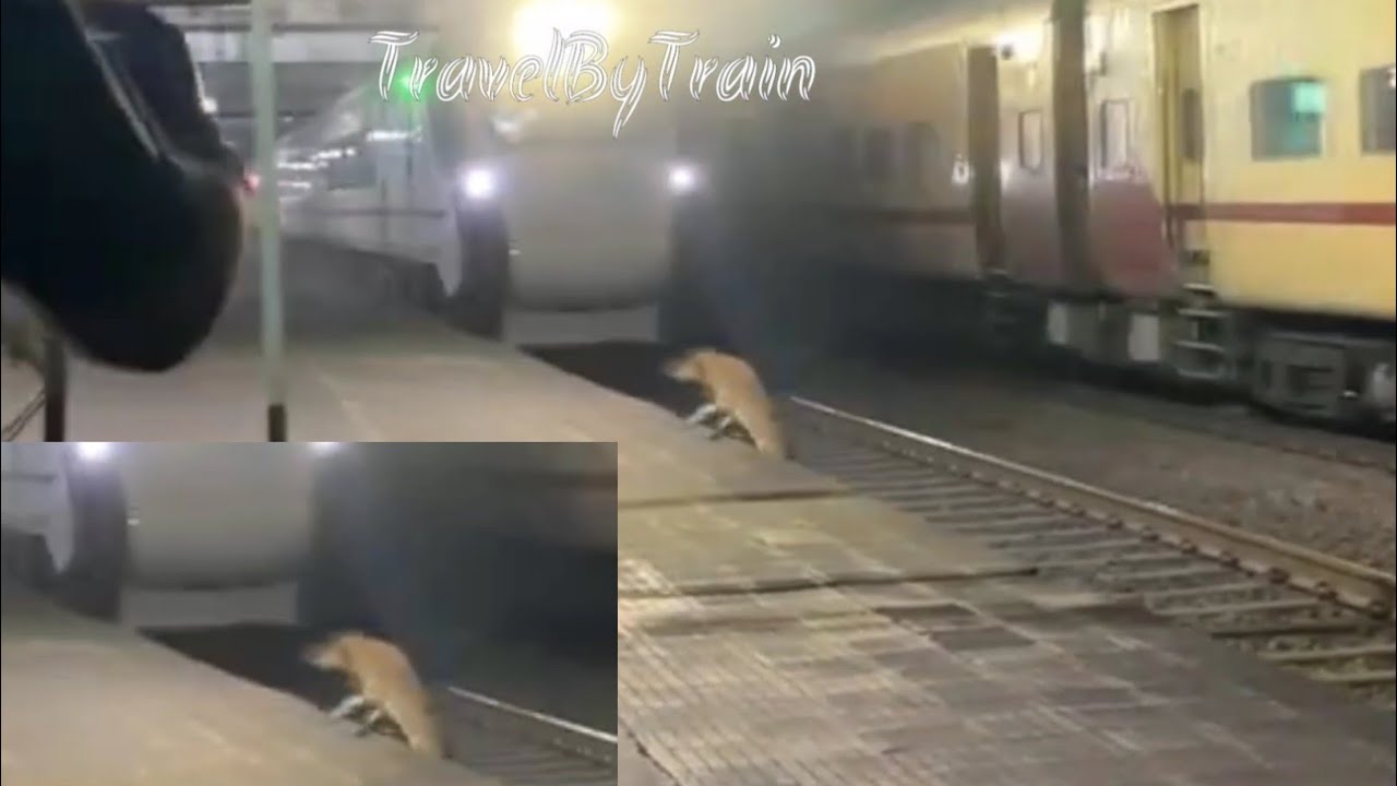 Dog Vs Vande Bharat Express Dog escaped from train hit dog 