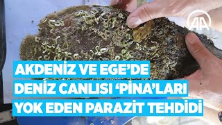 Akdeniz ve Ege'de deniz canlısı 'pina'ları yok eden parazit tehdidi