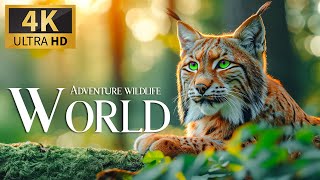 Adventure Wildlife World 4K 🐅 Kingdoms Magnificent Beasts Untamed Film With Smooth Relax Music