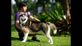 Husky Hustle: Fun & Fitness with Your Furry Friend