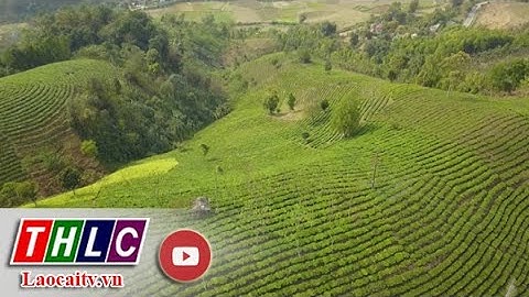 Lào Cai phát triển các vùng sản xuất nông nghiệp hàng hóa | THLC