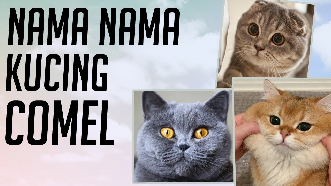 Nama Kucing Yang Bagus Dalam Islam 81021+ Nama Untuk