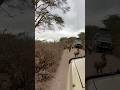 Kilango Tours Safaris Ngorongoro Crater Game Driving Hello Baboons Kilango Tours Safaris Ngorongoro Crater Game Driving Hello Baboons