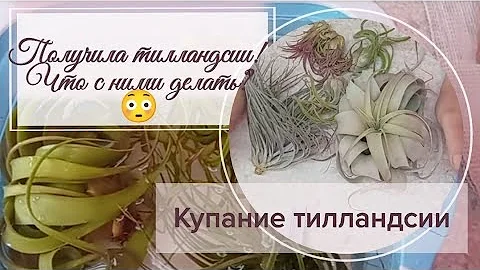 Получила тилландсии, и что с ними делать? Первое купание тилландсии.