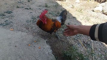 qaib dib xeem khuam 2025.