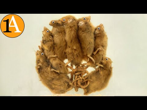 Video: Warum heißt es Ratten?