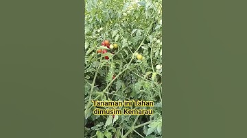 Tanaman Tomat Rampai di Musim Kemarau