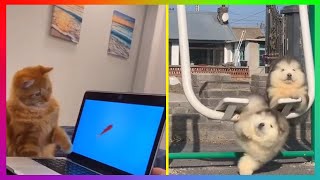 FUNNIEST ANIMALS | Best Of The 2021 Funny Animal Videos | Funny And Crazy Animals by Funny and Crazy Animals 67 views 2 years ago 9 minutes, 12 seconds