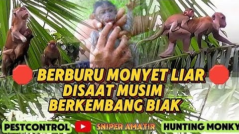 pestcontrol anakan monyet