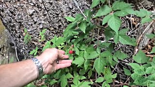 Surviving Off Wild Berries  | MIKE HUNTS | by Mike Hunts 539 views 2 years ago 10 minutes, 58 seconds