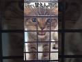 【㊗️3歳】スコティッシュの子猫を迎えたら甘えん坊に育ちました...♪ #cat #猫