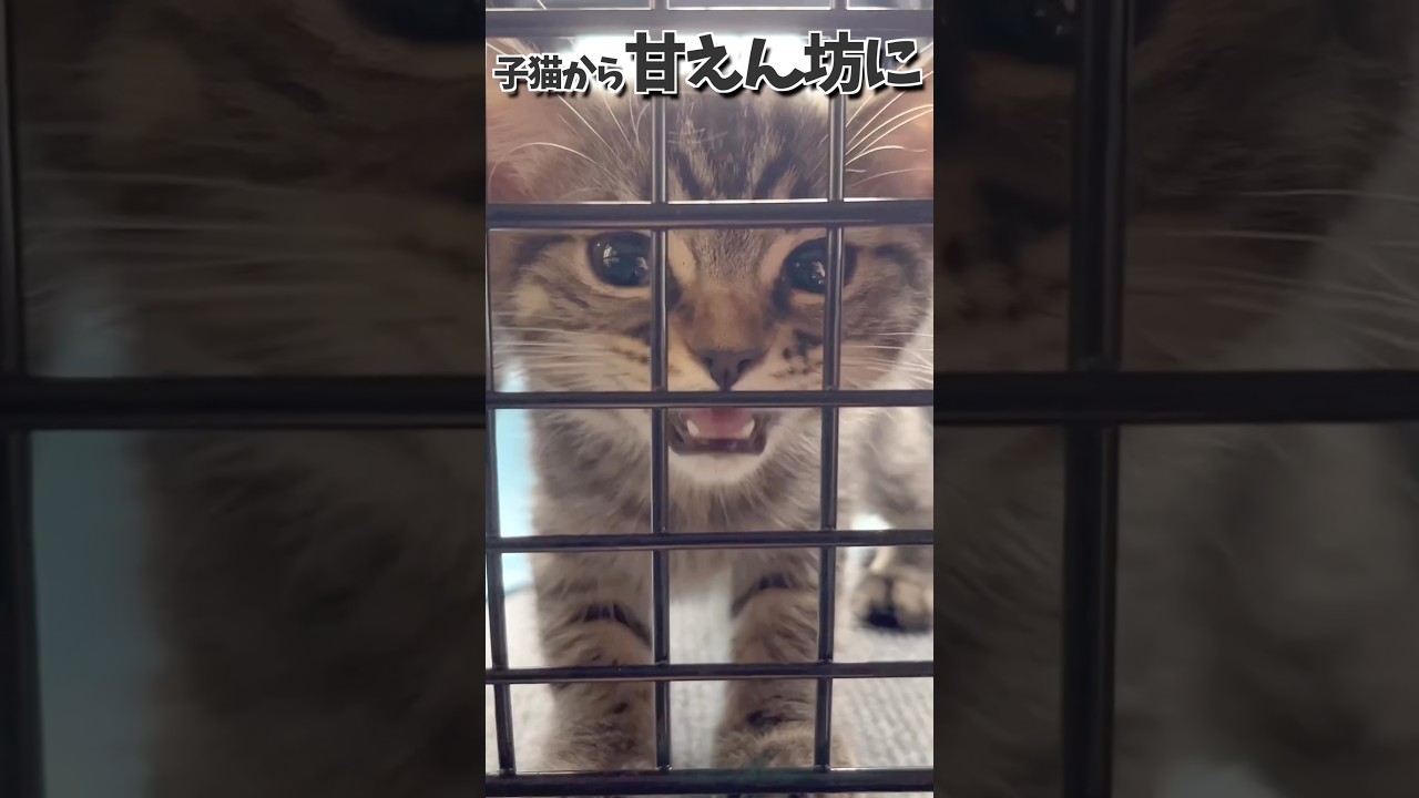 【㊗️3歳】スコティッシュの子猫を迎えたら甘えん坊に育ちました...♪ #cat #猫