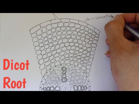 ڈیکوٹ روٹ کا ٹرانسورس سیکشن کیسے کھینچا جائے || ڈیکوٹ جڑ کا لیبل والا خاکہ ||