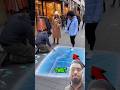 Street Artist Sets a 3D Trap… You Won’t Believe What Happens!🥶 #shortvideo #shorts #viral