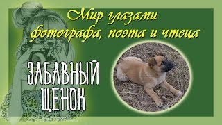 Забавный щенок Авторский стих и фото Здорово вышло! Забавный щенок Авторский стих и фото Здорово вышло!