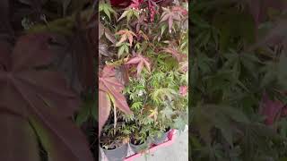 Dwarf Japanese Maple 🍁