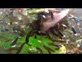 14fish tank aquariums how do you catch fish