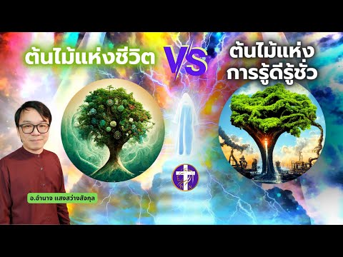 วีดีโอ: ต้นไม้แห่งชีวิตเป็นต้นไม้วิลโลว์หรือไม่?