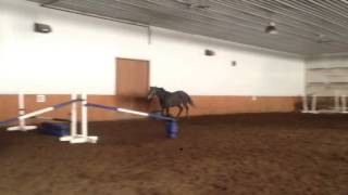 Itsey -2012 VDL Arctic mare- first time free jumping