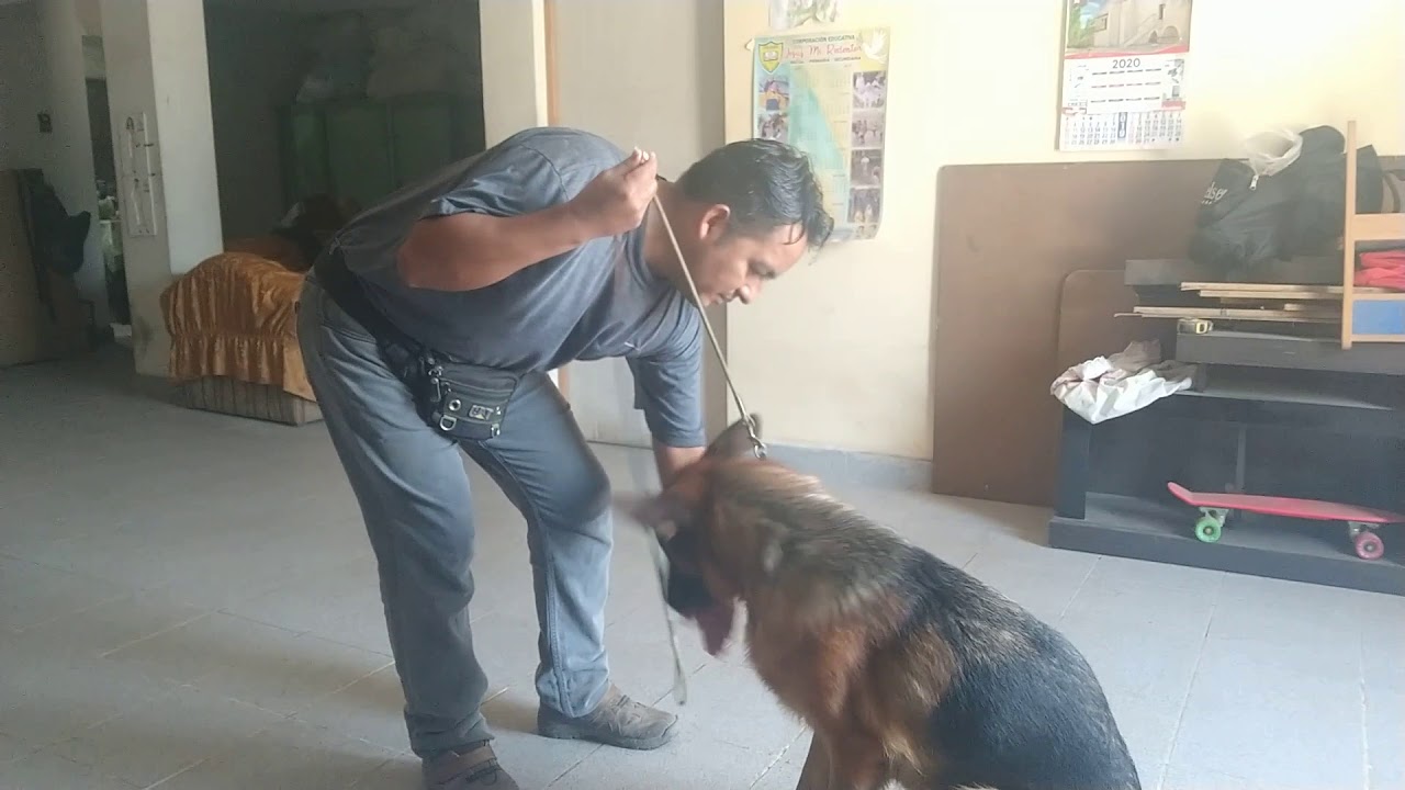 Cómo educar a tu mascota paso a paso - Día 3 con Freya, Shanty y Luna