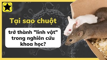 Vì sao chuột trở thành “linh vật” trong nghiên cứu khoa học?