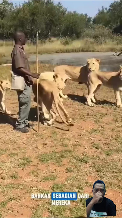 Hewan buas Afrika #amazingfacts #hewanhidup #lion #kehidupanhewan #binatangliar #hewan #wildlife