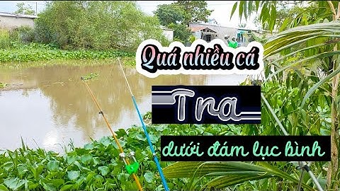 CÂU CÁ TRA SÔNG II 💢 bãi cũ đám lục bình rất nhiều cá 💥