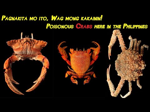 Video: Exotic vs. Mga Invasive Species - Ano Ang Mga Ipinakilalang Species, Nakakalason na Mga Halamang Dama, At Iba Pang Impormasyon sa Halaman ng Panggulo