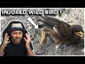 What to do when finding an injured wild bird [IRL Lessons]