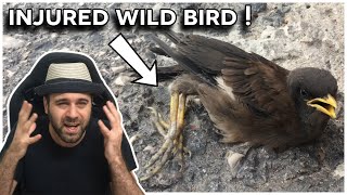 What to do when finding an injured wild bird [IRL Lessons]