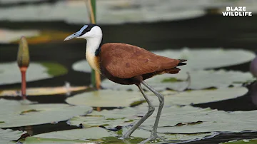 S5 E21: "African Jacanas: Masters of the Floating World"