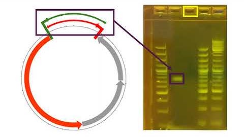 PCR to confirm circular DNA sequences