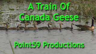 A Train of Canada Geese