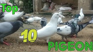 top 10 pigeons | fancy pigeon collection | indian pigeon | kabootar ki video#susanjibpatsandanimals#