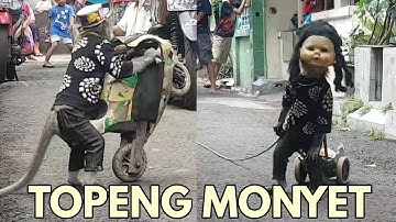 Lucu!! Video Topeng Monyet || Funniest Monkey Videos