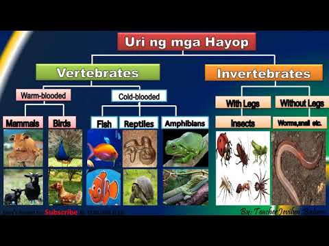 Uri ng mga Hayop|Vertebrates | Invertebrates