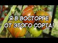 Самый вкусный сорт томатов найден? Томат Беркли Тай Дай Хаат