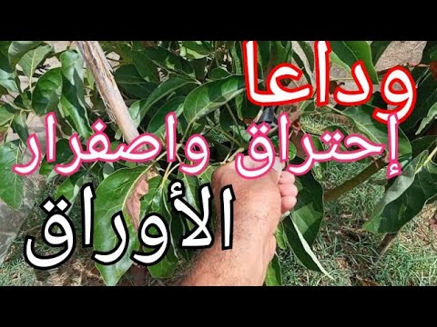 علاج إحتراق أوراق الأشجار واصفرارها شجرة القشطة كمثال The Solution To Burning Leaves Youtube